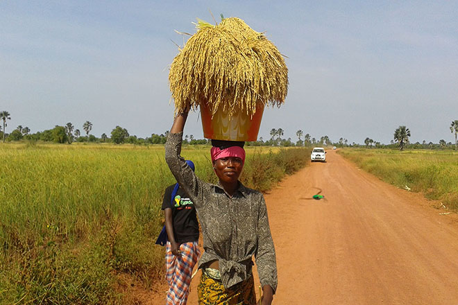 Donne e agricoltura. A Sédhiou, le agricoltrici gestiscono le risorse grazie alle azioni del PAPSEN